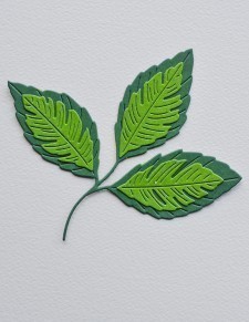 Wiegela Leaf Contour Layers