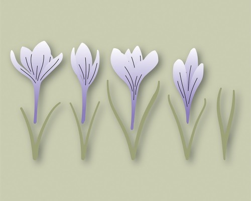 Sprouting Crocus Contour Layers